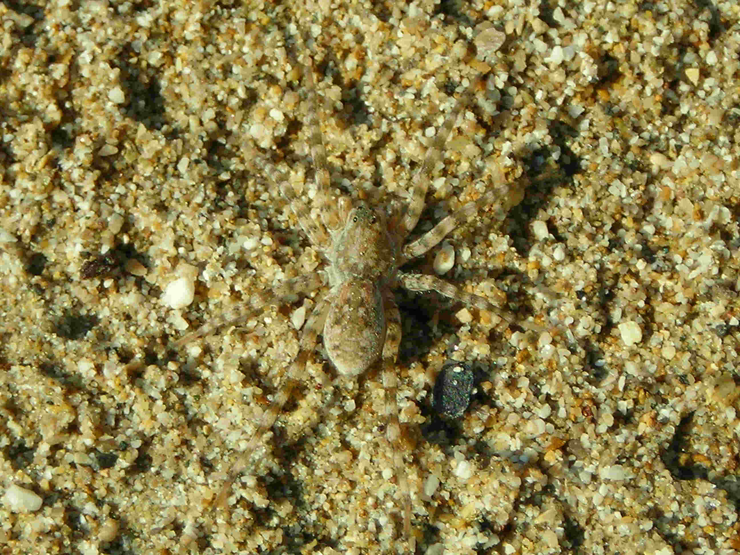 Arctosa sp.